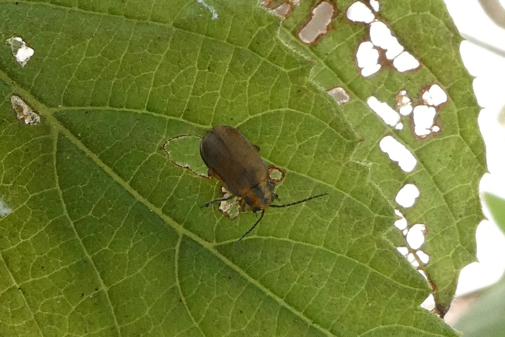 サンゴジュハムシ